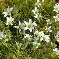 Arenaria festucoides